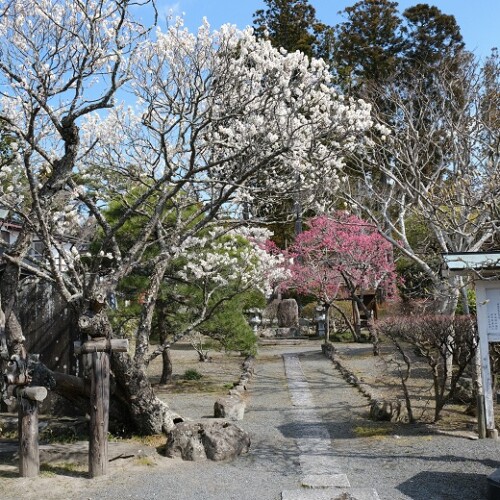 松島の梅の風景の写真