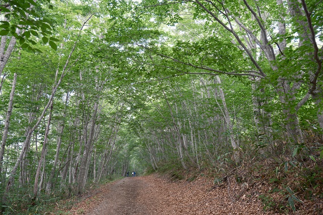 「世界谷地原生花園」の遊歩道