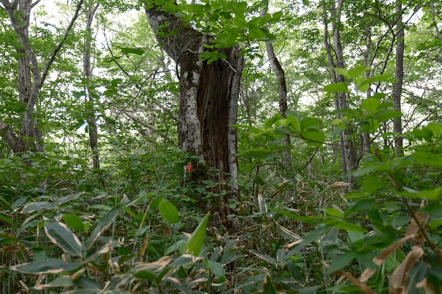 「世界谷地原生花園」の遊歩道の写真