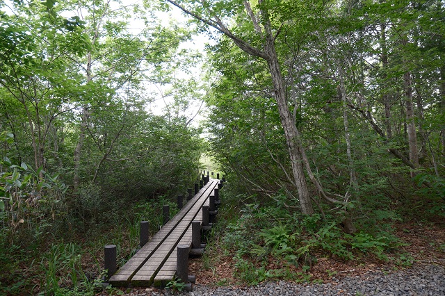 「世界谷地原生花園」の遊歩道