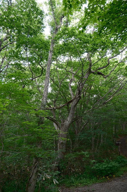 「世界谷地原生花園」入り口近くの巨木の楢木