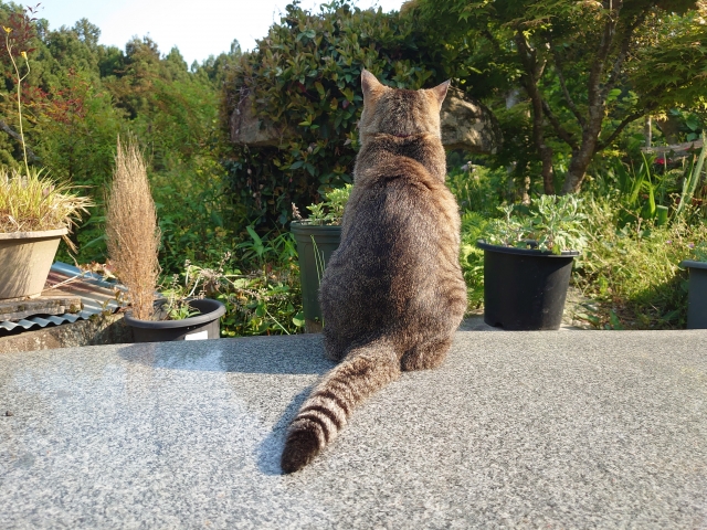 飼われてる猫の写真