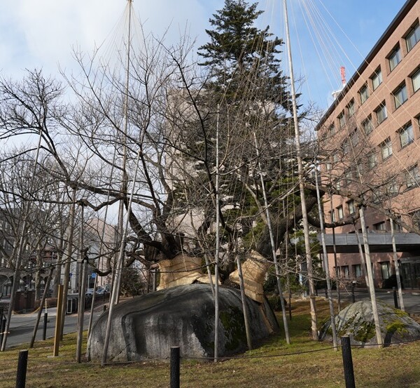 1月の石割さくらの風景写真