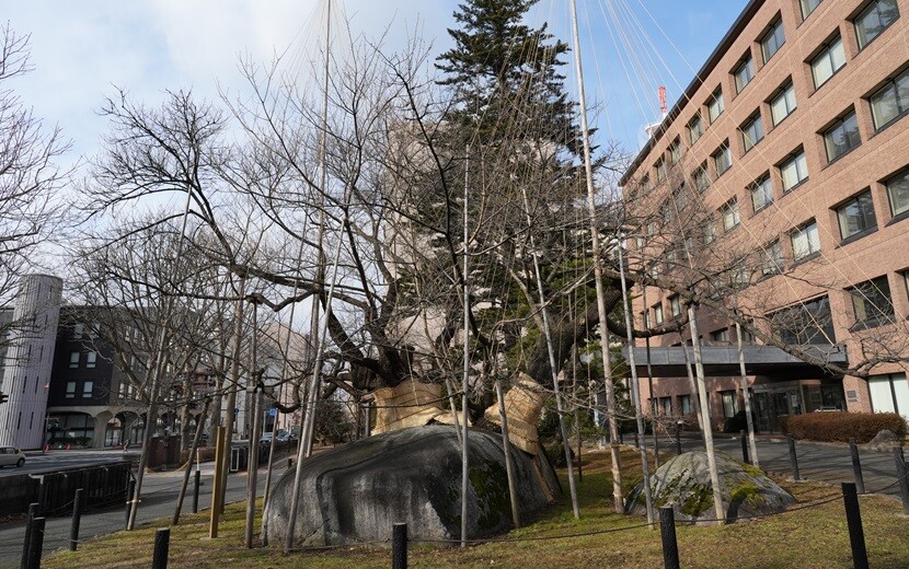 1月の石割さくらの風景写真