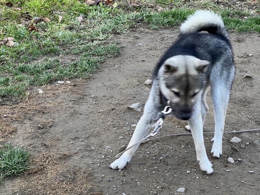 紀州犬（愛犬）の写真