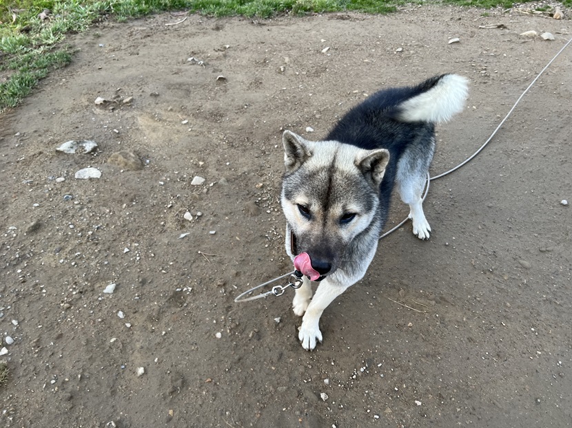 紀州犬（愛犬）の写真