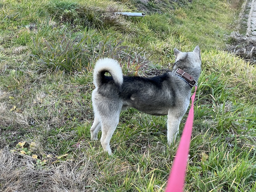 紀州犬（愛犬）の写真