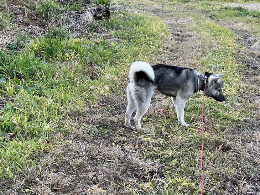 紀州犬（愛犬）の写真