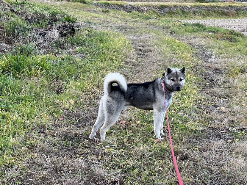 紀州犬（愛犬）の写真