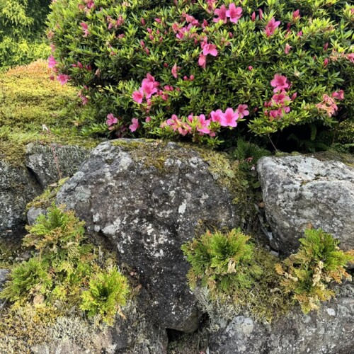 イワヒバと苔の写真