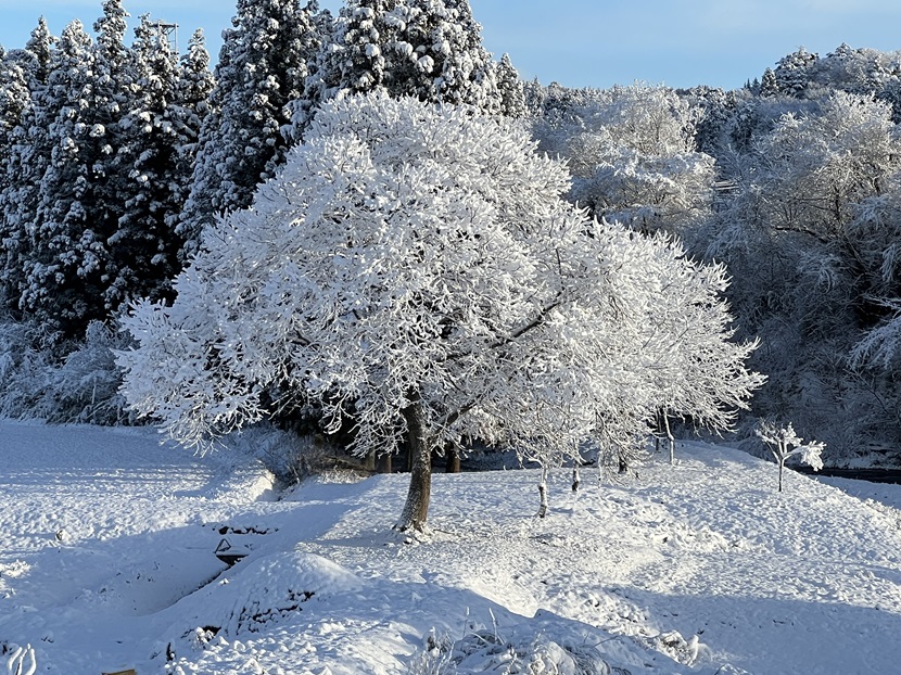 木に雪がついてる写真