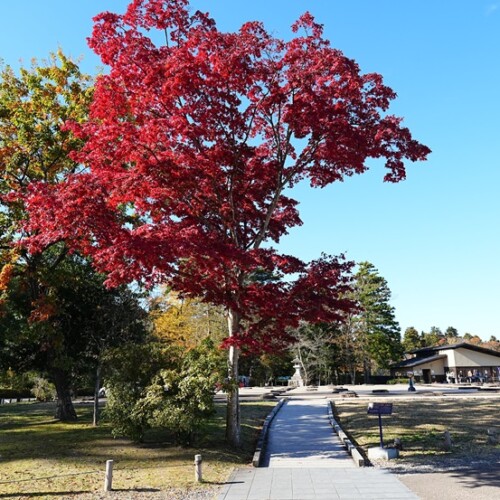 仙台所本丸跡と紅葉