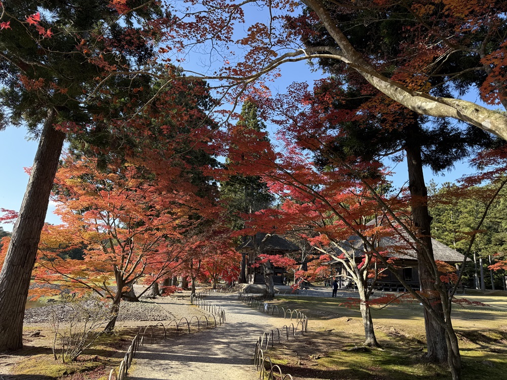 毛越寺の紅葉