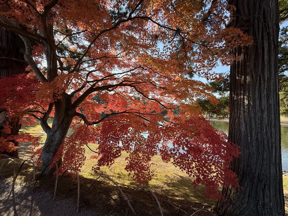 毛越寺の紅葉