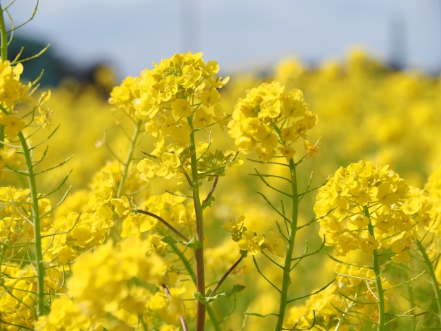 なの花