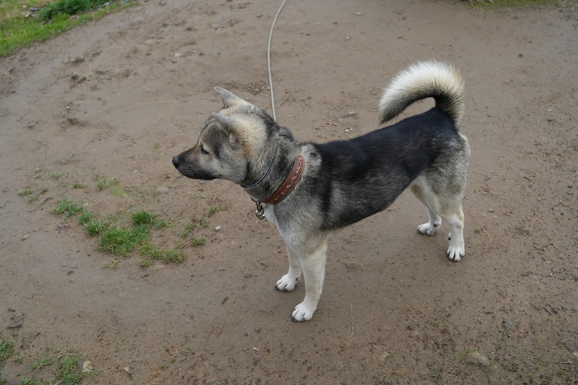 うちの紀州犬