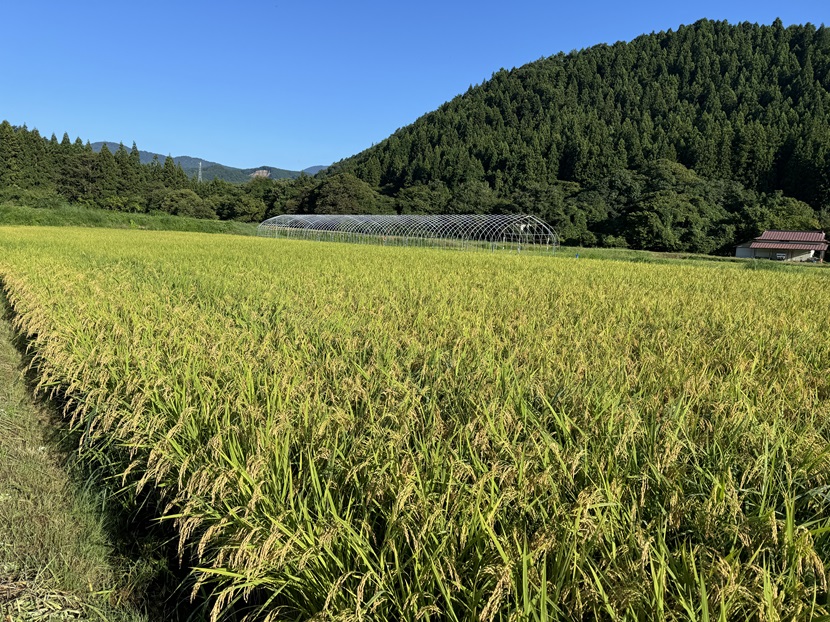 田んぼの稲の風景