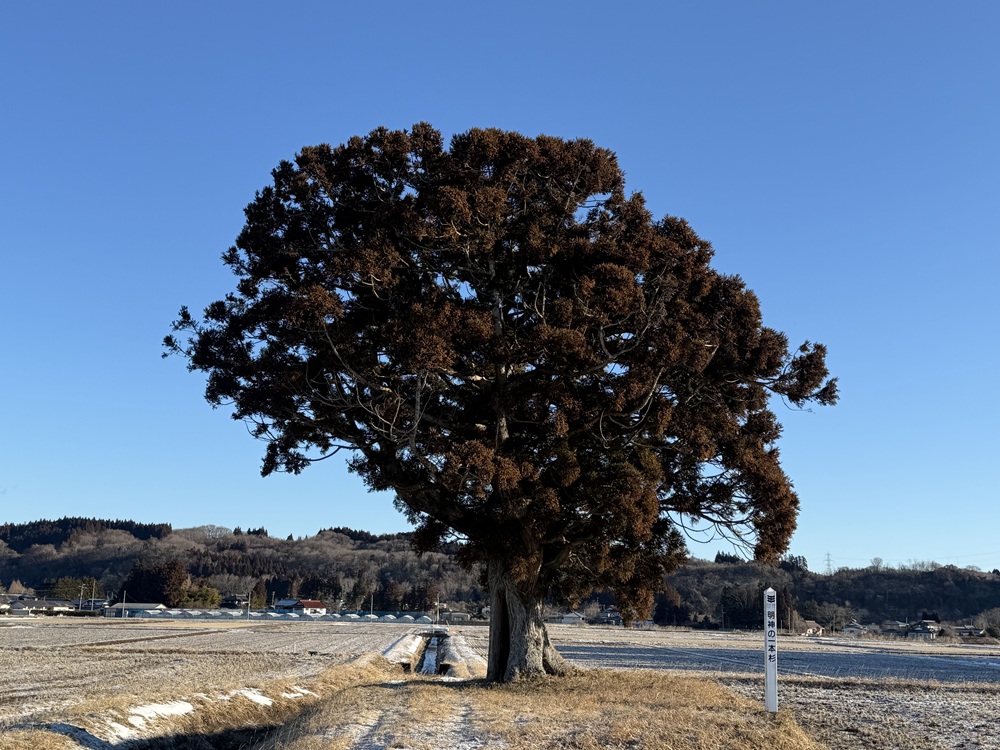 形のいい杉の木